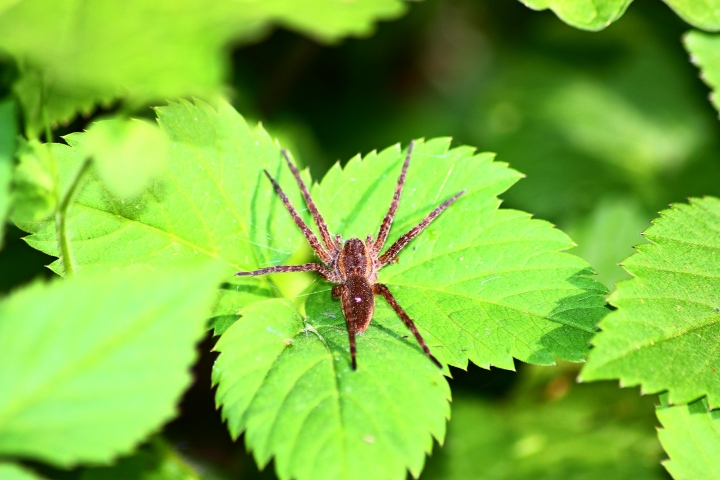 Dolomedes sp.